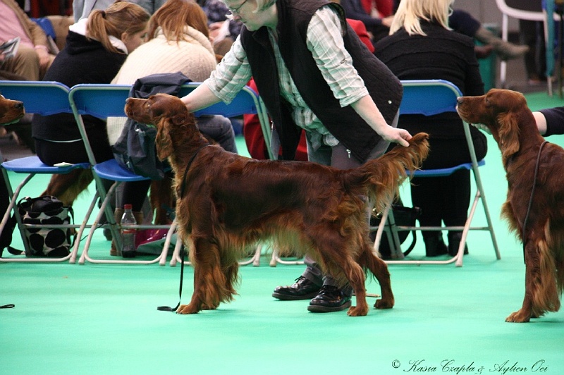 Crufts2011 361.jpg